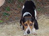Charlie II