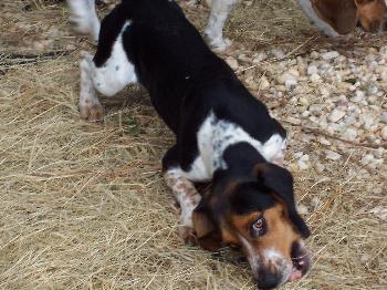 Charlie II