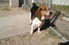 Romeo II