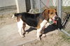 Romeo II
