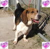 Romeo II