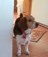 Romeo II