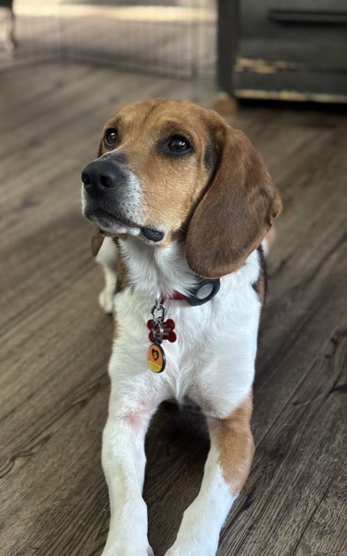 picture of the dog needing adoption