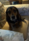 Dudley III