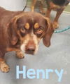 Henry Fonda