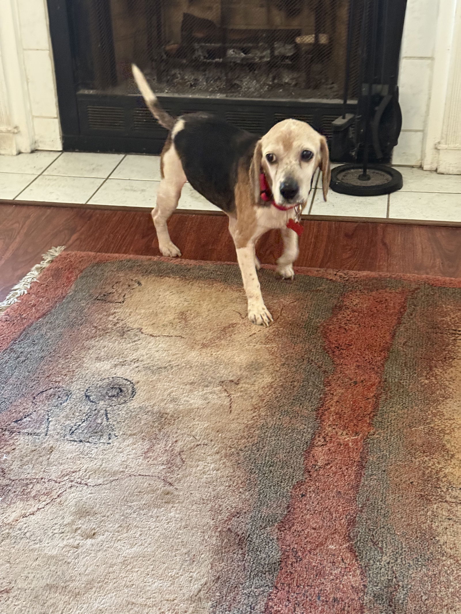 adoptable Dog in Tampa, FL named Belle Ami