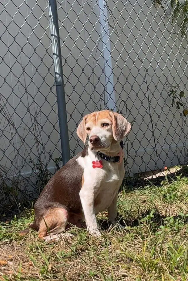 Coco Bean - Beagle