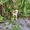 Daisy Jones