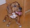 Sweetie III