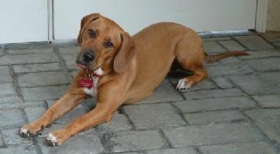 Sweetie III