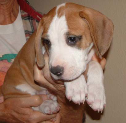 Noelle's Pup- Superdog