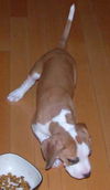 Noelle's Pup- Superdog
