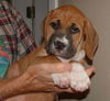 Noelle's Pup - Sunny