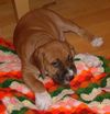 Noelle's Pup - Sunny