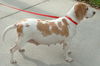 Noelle's Pup - Sunny