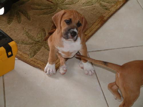 Noelle's Pup - Sunny