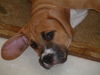 Noelle's Pup - Sunny