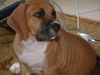 Noelle's Pup - Sunny