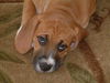 Noelle's Pup - Sunny