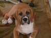 Noelle's Pup - Sunny