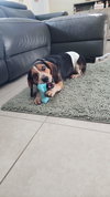 Count Sniffs