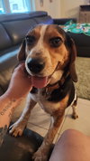 Count Sniffs