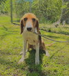 Barney Beagle