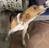 Barney Beagle