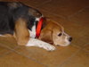Bruno V