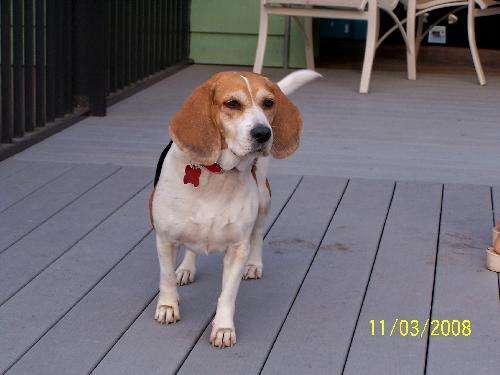 Molly II