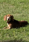 adoptable Dog in  named Prissy