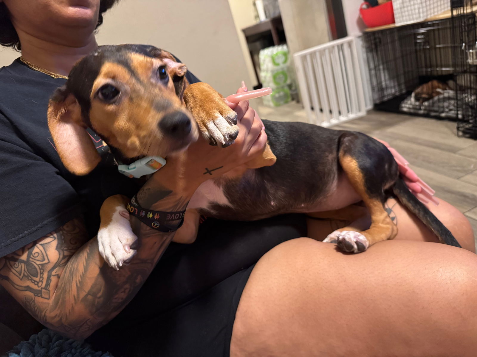 adoptable Dog in Tampa, FL named Bree