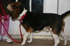 Sampson