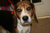 Sampson