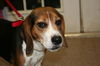 Sampson