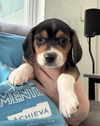 adoptable Dog in  named Betsy Rae