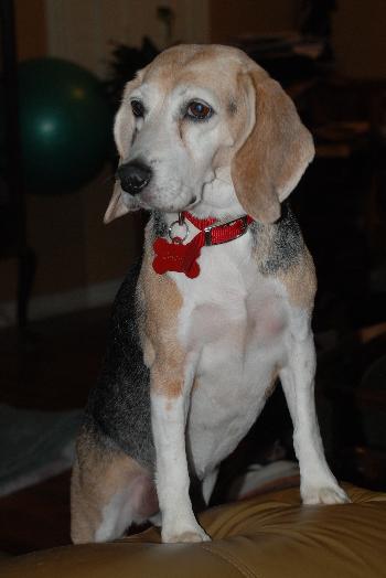 Jessie II