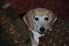 Jessie II