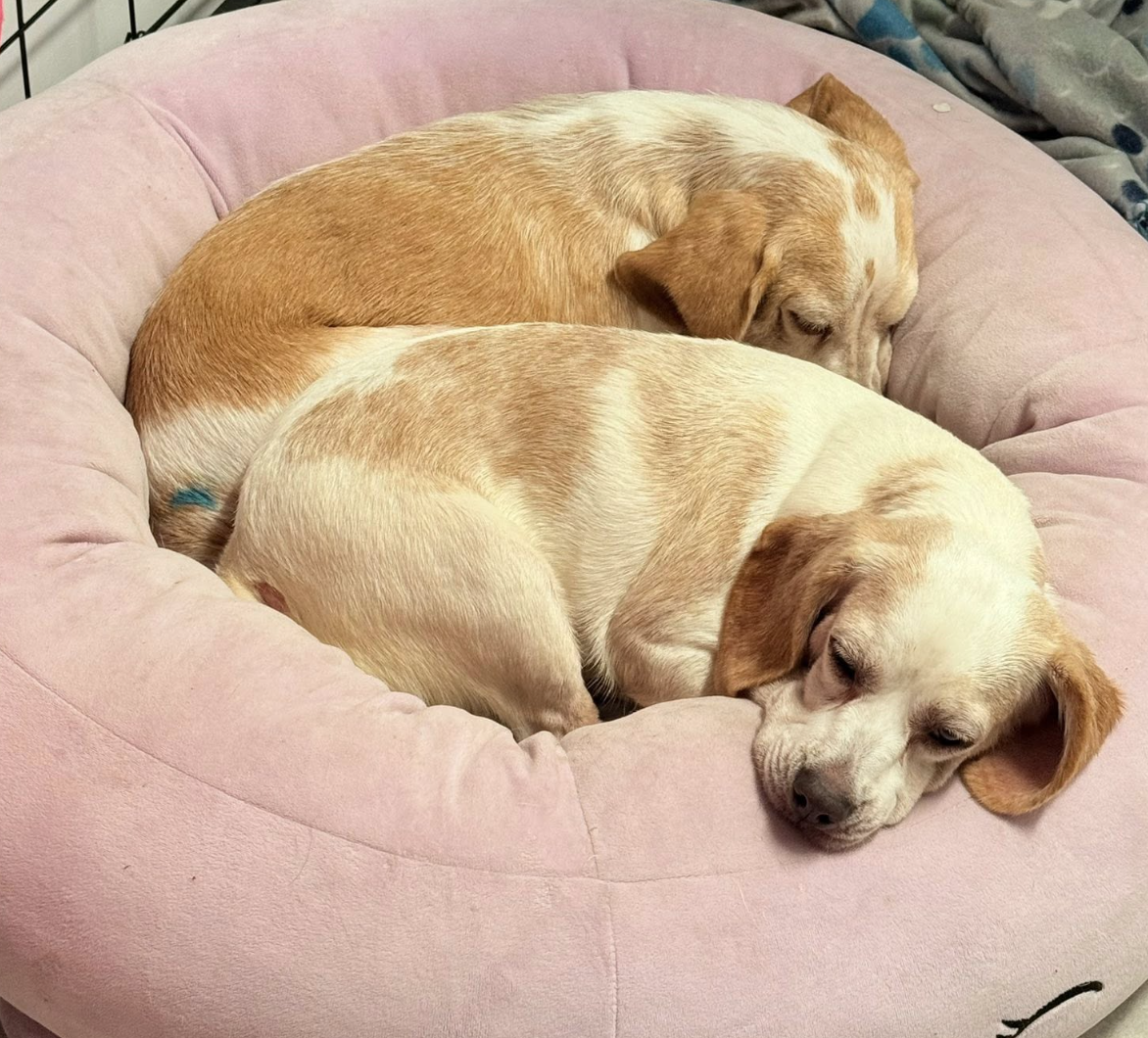 adoptable Dog in Tampa, FL named Jasmine & Ariel