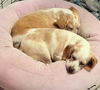adoptable Dog in  named Jasmine & Ariel