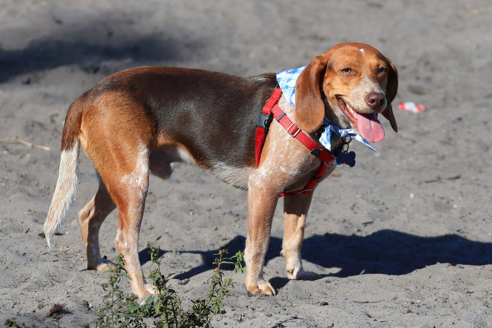Beagle