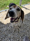 Sadie Dee