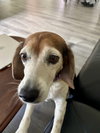 Sadie Dee