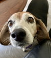 Sadie Dee