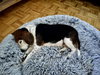 Sadie Dee