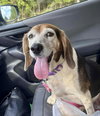 Sadie Dee