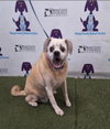 Bella Puggle-CCC