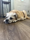 Bella Puggle-CCC