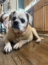 Bella Puggle-CCC