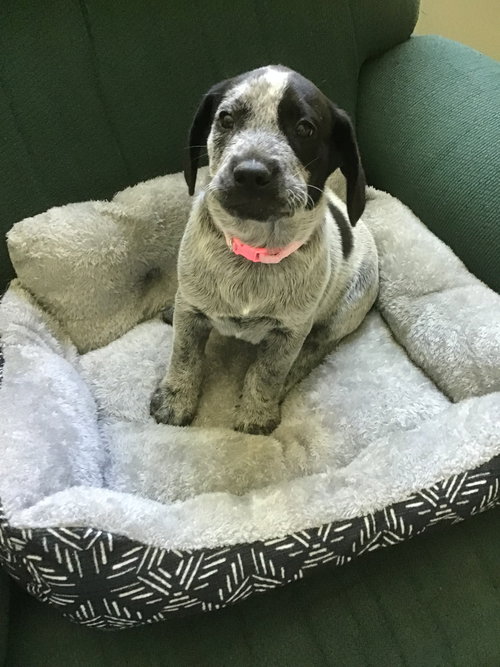 Georgiana's puppy Lemur - pink collar
